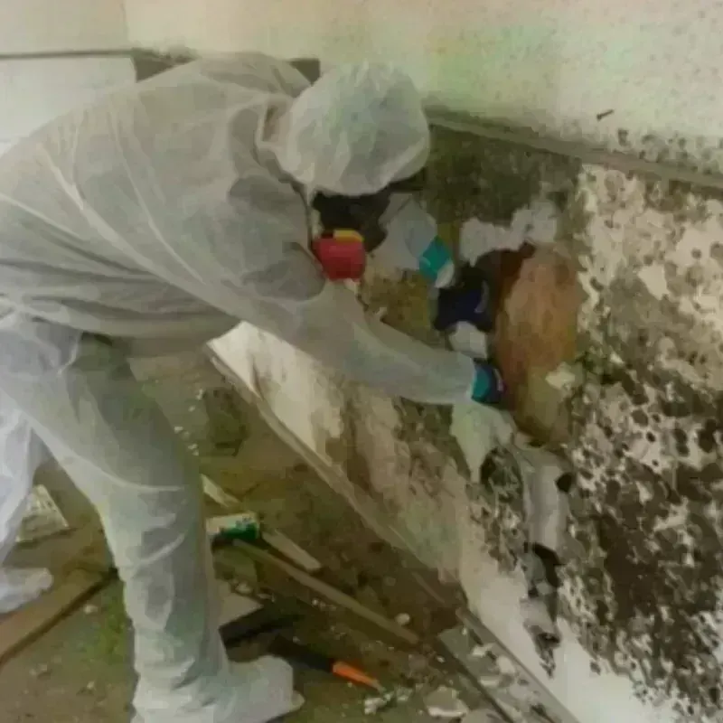 Mold Remediation and Removal in South Miami, FL